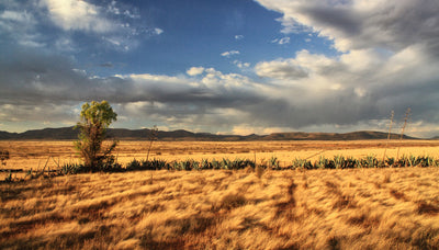 South Africa eSIM: Stay Connected on Safari